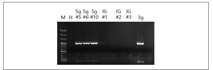 CMV 특이적 프라이머를 이용한 CMV 감염의 분자적 진단 (M : 100bp DNA ladder H : healthy plant)