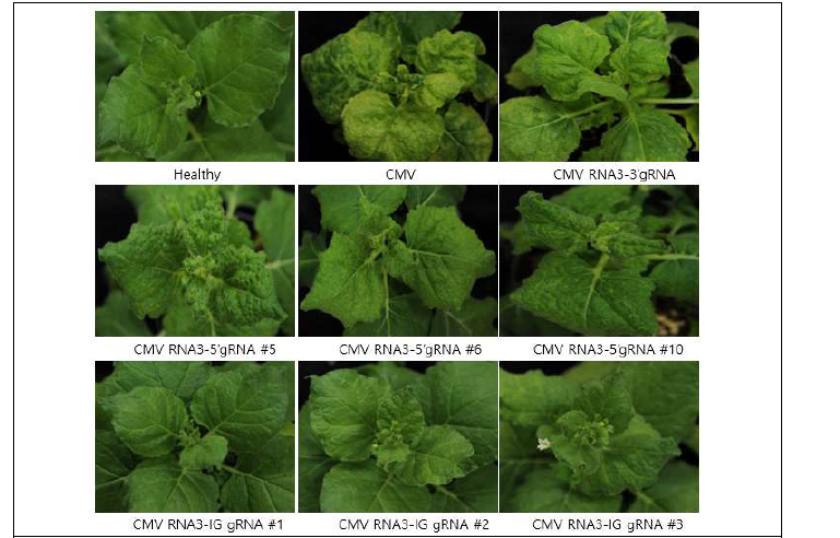 Cas9 과발현 형질전환 담배에서 CMV 감염 클론 플라스미드를 이용한 병원성검정