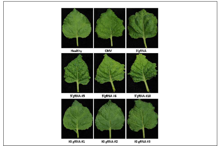 CMV 감염 클론 접종한 Cas9 과발현 형질전환 담배 식물의 상엽