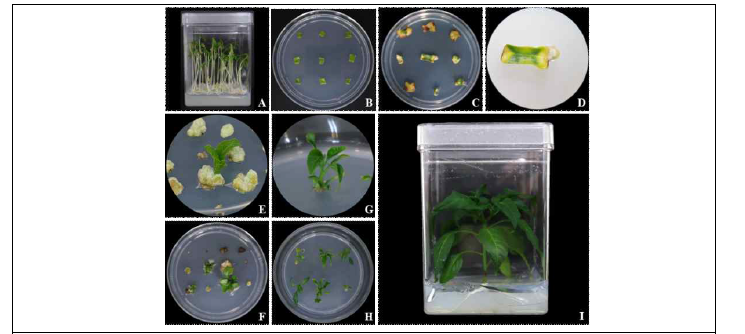 고추 계통 종자의 파종, 자엽치상, callus 유도, 신초 및 재분화체 확보과정. A; Germination; B: Explant / Incubation; C, D: Callus induction; E, F: Shoot formation; G, H: Shoot elongation; I: Rooting