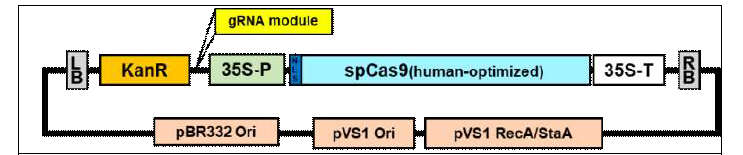 pGE-hspCas9 벡터. A binary vector was constructed based on the pRIor pCAMBIA backbone with gRNA(guide RNA) module and spCas9 protein expression cassette. LB: T-DNA left border; NLS: nuclear localization signal;hspCas9: human-codon optimized spCas9; 35S: CaMV35S promoter; 35S-T: CaMV35S Poly A terminator; HSP-T: HSP terminator from A. thaliana; RB: T-DNA right border