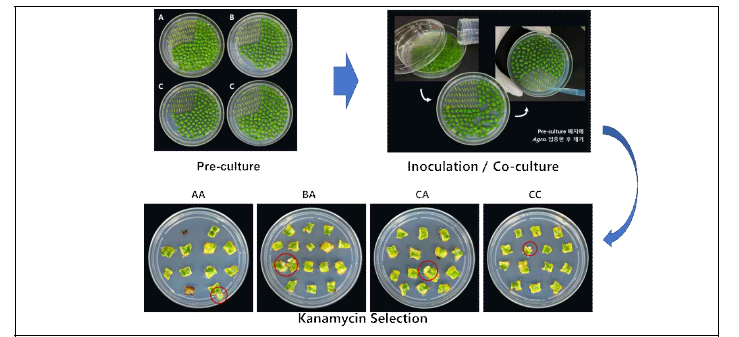 Pre/Co-culture 및 selection 배지에 치상하는 과정
