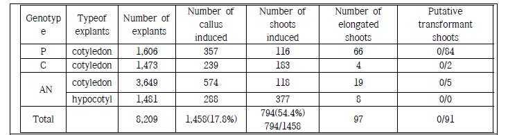 형질전환 방법 II(CIT)에 의한 transformation 후 callus와 신초 발생률