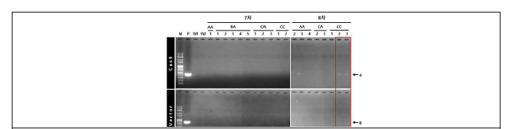 신초들의 PCR 분석. 여러 배양조건에서 선발한 신초들의 PCR을 통해서 band가 나오지 않음을 확인하였다. Minor 밴드가 있었으나 재실험 후 negative인 것을 재확인하였다