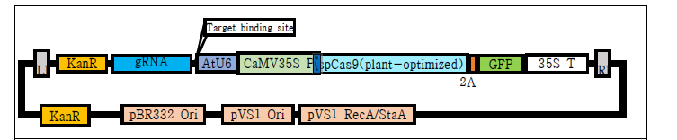 p301-pCas9-2A-GFP 벡터. We constructed a Cas9/GFP expression binary vector based on the pEco301 backbone with gRNA(guide RNA) module and spCas9 protein expression cassette. LB: T-DNA left border; NLS: nuclear localization signal;pCas9: Plant-codon optimized spCas9; 2A: 2A self-cleaving peptide; GFP: green fluorescent protein; CaMV35S P: Cauliflower mosaic virus(CaMV) 35S promoter; 35S(T): CaMV35S terminator; RB: T-DNA right border