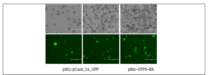 Putative transformed protoplasts screened by Cas9::GFP. The GFP gene expression was detected in protoplasts, which are putative transformed. We are currently monitoring those cells toward callus induction and shoot formation. pBin-GFP5-ER는 기존에 positive control로 증명이 된 벡터이다