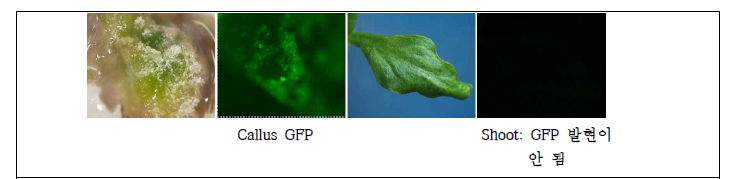 Cas9::GFP 벡터로 처음 고추에 형질 전환한 후 Callus와 신초를 유기한 후 GFP 발현을 조사하였다