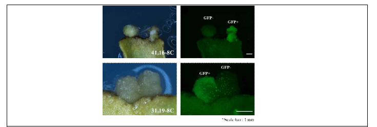 GFP가 발현된 callus와 발현되지 않은 callus 모습