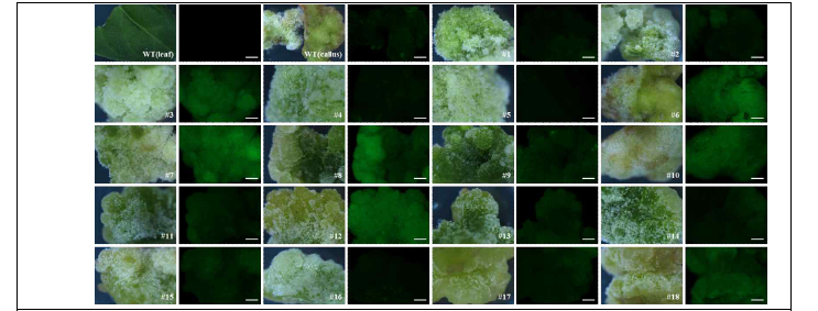 Control 고춧잎과 callus vs. 고추에 형질전환이 되어서 GFP가 발현된 callus vs. GFP 발현이 되지 않은 callus