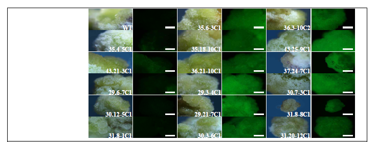 Control 고춧잎과 callus vs. 고추에 형질전환이 되어서 GFP가 발현된 callus vs. GFP 발현이 되지 않은 callus