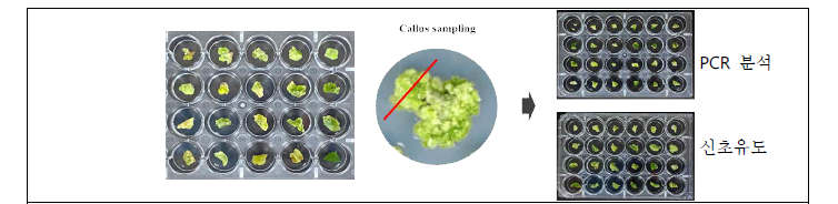 GFP 발현 callus에서 PCR 분석용과 신초유도 용으로 나눔