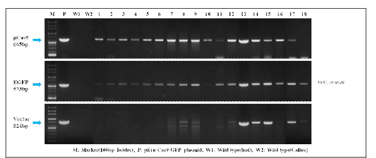 GFP가 발현된 callus의 PCR 분석. Cas9, GFP 유전자가 확인됨(putative 형질전환체); 반면에 vector DNA가 함유된 개체도 확인되었다