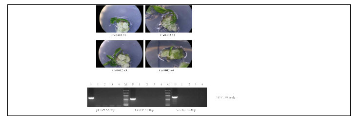 GFP가 발현된 callus 중에서 Cas9, GFP 유전자가 확인된 개체로부터 유도된 신초들의 PCR 검정. 아직 positive band가 확인되지 않았으며 현재 다수의 신초들을 샘플링하기 위해 계속 배양하고 있다