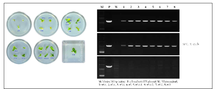 GFP가 발현된 callus 1개로부터 multi-shoot을 확보하여 PCR로 분석하였다. Cas9과 GFP band는 확인되었지만, vector band가 확인되지 않아서 Cas9이 들어있는 형질전환체로 예상된다