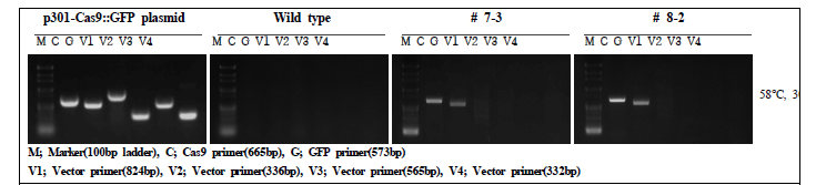 Plasmid DNA sequence에서 random 하게 PCR primer를 확보하여 Cas9 형질전환체에 적용하였다. Cas9과 GFP band는 확인되었지만 4개의 vector band가 확인되지 않아서 Cas9 형질전환체가 맞다고 판단되었다