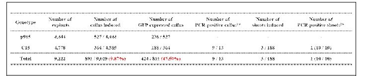 상기 Enhanced CIT 방법에 따라 최근 확보된 Cas9::GFP 도입 고추 형질전환 효율 1* PCR 분석한 Callus 중 Cas9 band 증폭으로 Cas9::GFP 도입을 확인한 Callus 개수 (추정 형질전환 Callus 개수 / PCR 분석한 Callus 개수) 2* PCR 분석한 Shoot 중 Cas9 band 증폭으로 Cas9::GFP 도입을 확인한 Shoot 개수 (추정 형질전환 Shoot 개수 / PCR 분석한 Shoot 개수)