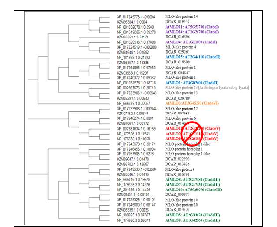 흰가루병 저항성 MLO유전자 phylogenetic tree 작성
