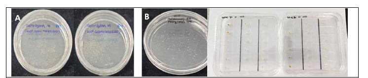홍색 당근 원형질체와 sgRNP26의 PEG를 통한 transfection 실험 A: 액체 배양 한달 후 미세캘러스 생성, B: 유도 캘러스의 single 세포 증식