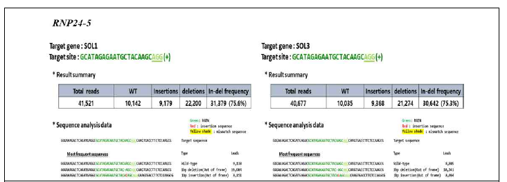당근 원형질체 도입을 통한 DcSOL 유전자의 돌연변이율 (RNP24-5)