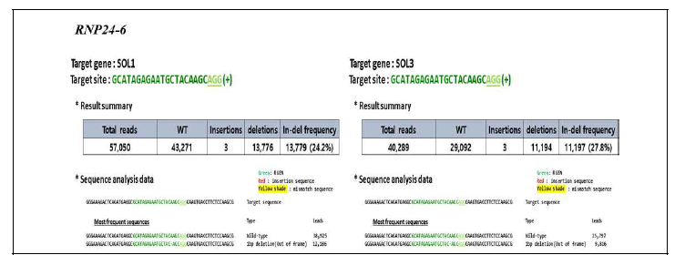 당근 원형질체 도입을 통한 DcSOL 유전자의 돌연변이율 (RNP24-6)