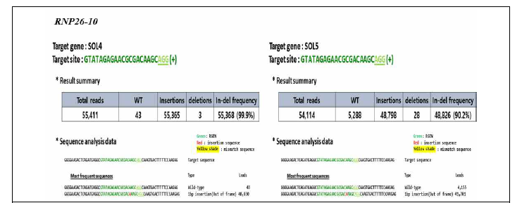 당근 원형질체 도입을 통한 DcSOL 유전자의 돌연변이율(RNP26-10)