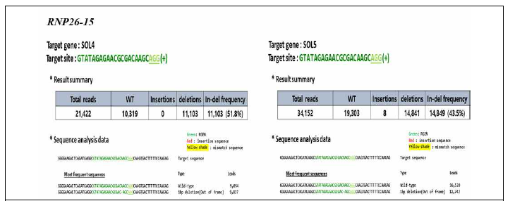 당근 원형질체 도입을 통한 DcSOL 유전자의 돌연변이율 (RNP26-15)
