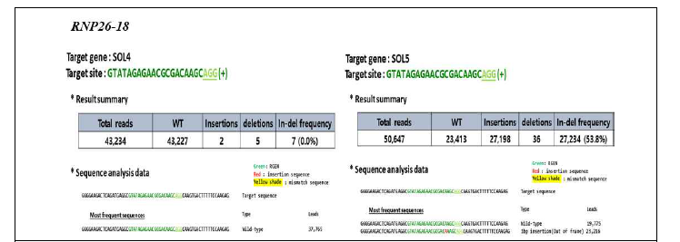 당근 원형질체 도입을 통한 DcSOL 유전자의 돌연변이율 (RNP26-18)