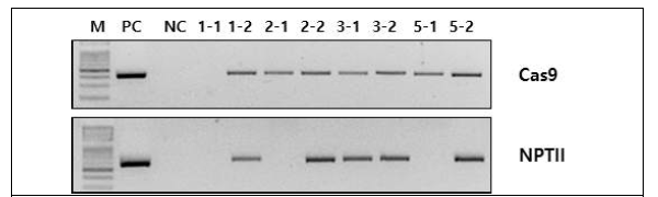 당근 DcSOLs 유전자 형질전환 후 선발 캘러스 PCR 분석
