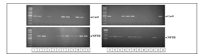 아그로박테리움 이용한 흰가루병내성(DcMLO) 형질전환 캘러스 PCR 분석