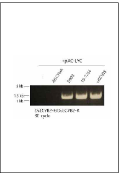 DcLCYB2 mRNA 수준분석