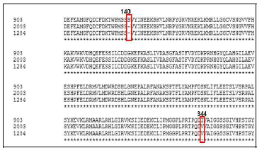 근색계통간 LCYB2 단백질 아미노산서열 alignment