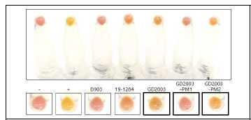 GD2003의 LCYB2 point mutation시킨 재조합단백질의 효소활성 비교
