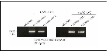 GD2003 LCYB2 point mutatated cDNAs mRNA 발현수준