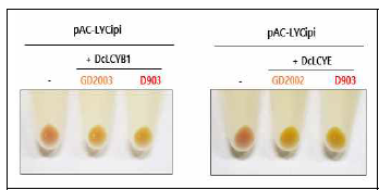 근색계통간 LCYB1, LCYE 재조합단백질 효소활성