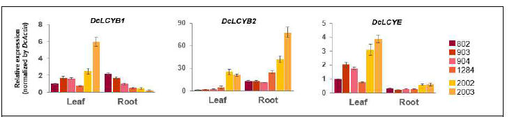근색계통 간 배양실조건-8주 식물체의 잎과 뿌리에서 DcLCYB1, DcLCYB2, DcLCYE 의 유전자발현