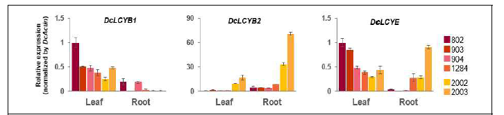 근색계통 간 배양실조건-12주 식물체의 잎과 뿌리에서 DcLCYB1, DcLCYB2, DcLCYE의 유전자발현
