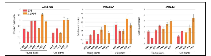 근색계통 간 육종현장 식물체의 DcLCYB1, DcLCYB2, DcLCYE 유전자발현
