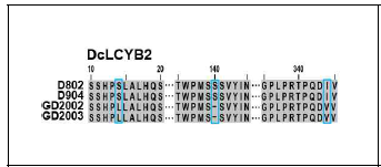 당근 근색계통간 DcLCYB2 아미노산 서열 비교