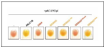 당근 근색계통 및 D2003-PM의 DcLCYB2 효소 활성 비교