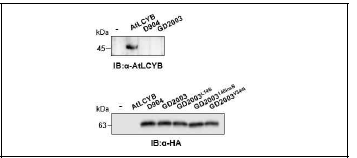 DcLCYB2 재조합단백질의 발현 확 인