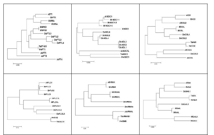 다중 개화유전자의 phylogenetic tree