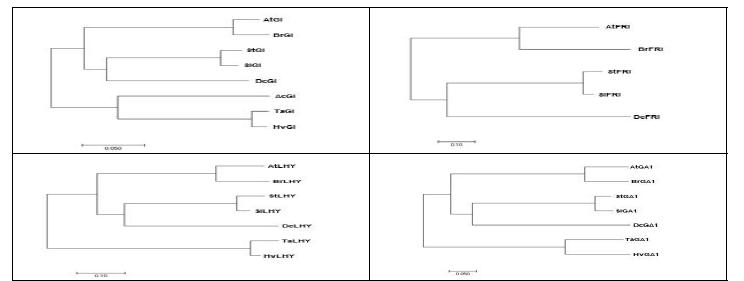 단일개화유전자의 phylogenetic tree