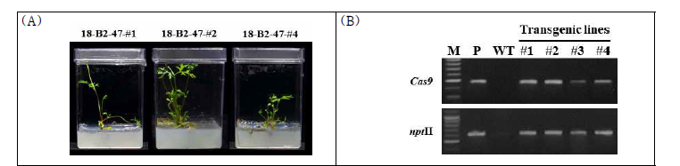 당근 19-1218의 LCYB2-47 construct 도입 유전자 교정 돌연변이체 생산 (A) LCYB2-47 도입 형질전환체 (B) LCYB2-47 도입 유전자 교정 돌연변이체 PCR 검정 M: 100bp Plus DNA ladder, P; plasmid, WT: Wild-type(non-transgenic) plant