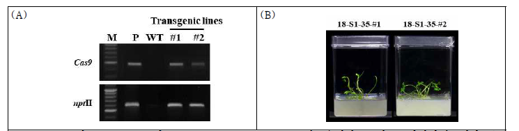 당근 19-1218의 SGRL1-35 construct 도입 유전자 교정 돌연변이체 생산 (A) SGRL1-35 도입 형질전환체 (B) SGRL1-35 도입 유전자 교정 돌연변이체 PCR 검정 M: 100bp Plus DNA ladder, P; plasmid, WT: Wild-type(non-transgenic) plant
