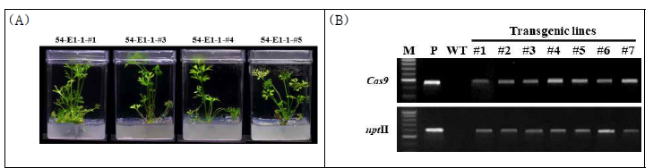 당근 19-1254의 LCYE-1 construct 도입 유전자 교정 돌연변이체 생산 (A) LCYE-1 도입 형질전환체 (B) LCYE-1 도입 유전자 교정 돌연변이체 PCR 검정 M: 100bp Plus DNA ladder, P; plasmid, WT: Wild-type(non-transgenic) plant