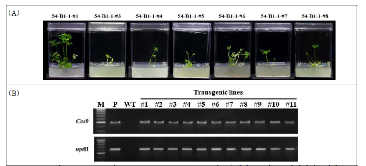 당근 19-1254의 LCYB1-1 construct 도입 유전자 교정 돌연변이체 생산 (A) LCYB1-1 도입 형질전환체 (B) LCYB1-1 도입 유전자 교정 돌연변이체 PCR 검정 M: 100bp Plus DNA ladder, P; plasmid, WT: Wild-type(non-transgenic) plant