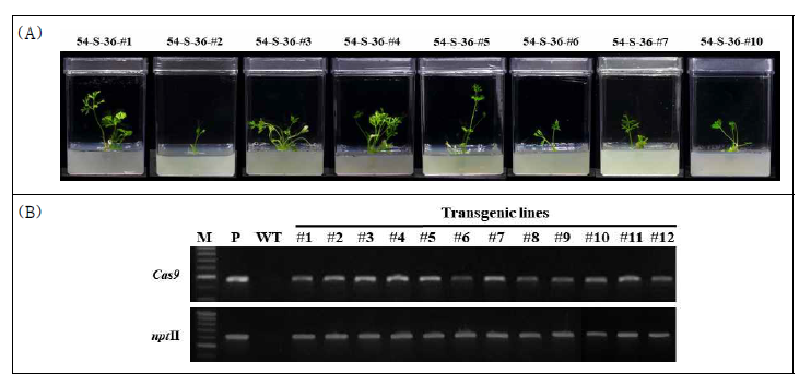 당근 19-1254의 SGRL2-36 construct 도입 유전자 교정 돌연변이체 생산 (A) SGRL2-36 도입 형질전환체 (B) SGRL2-36 도입 유전자 교정 돌연변이체 PCR 검정 M: 100bp Plus DNA ladder, P; plasmid, WT: Wild-type(non-transgenic) plant