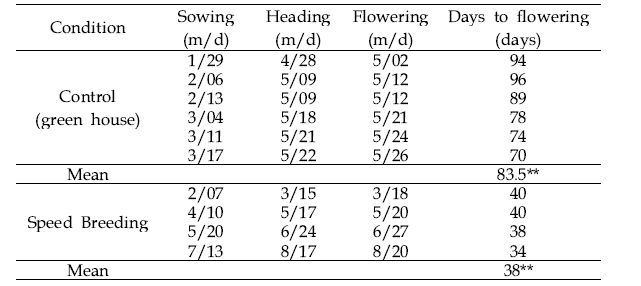 정상 조건과 스피드 브리딩 배양 조건에서의 각 단계별 생장 시기 비교