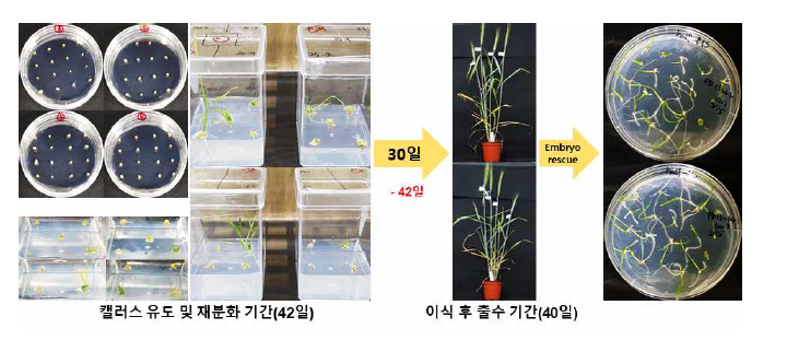 Speed breeding 처리 및 embryo rescue를 통한 세대 촉진