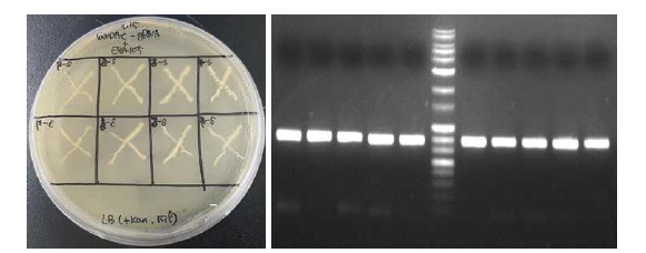 EHA105 균주의 CRISPR/Cas9 vector 도입 및 선발 과정